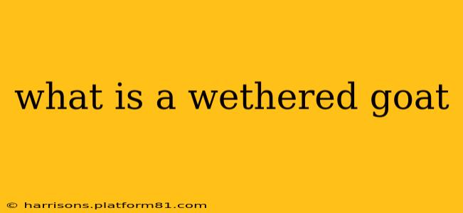 what is a wethered goat