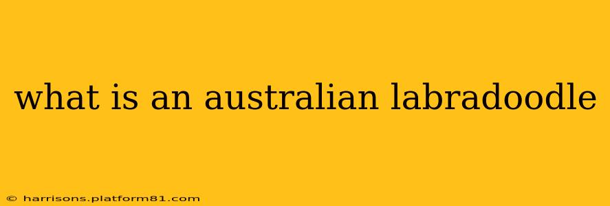 what is an australian labradoodle