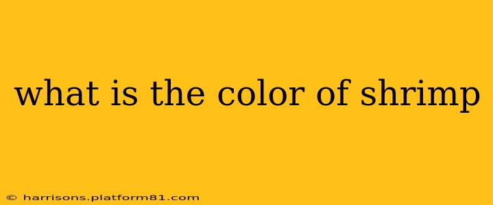 what is the color of shrimp