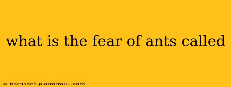 what is the fear of ants called