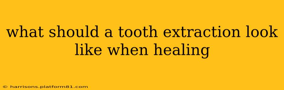 what should a tooth extraction look like when healing