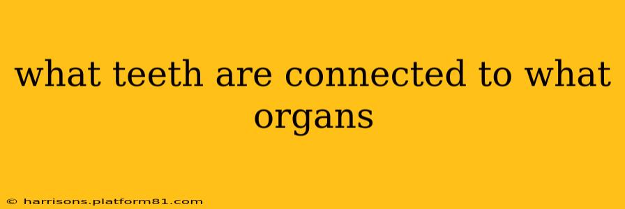 what teeth are connected to what organs