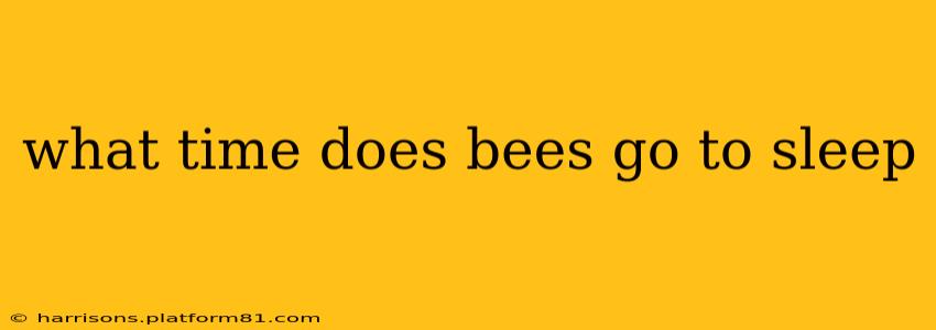 what time does bees go to sleep