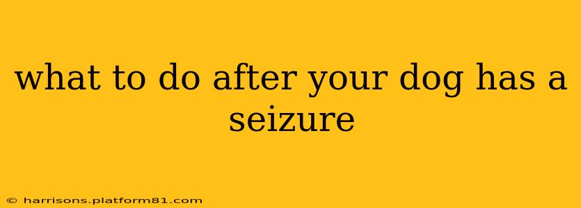 what to do after your dog has a seizure