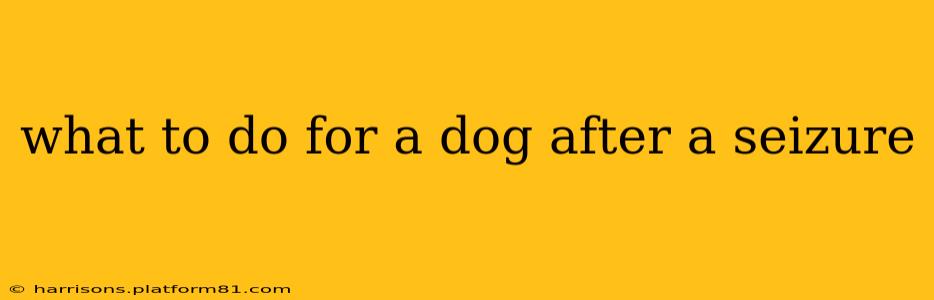 what to do for a dog after a seizure