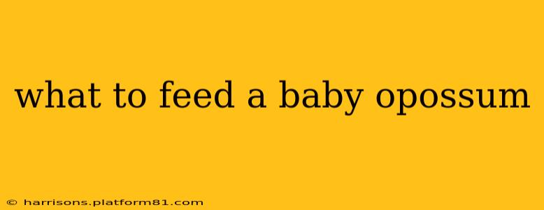 what to feed a baby opossum