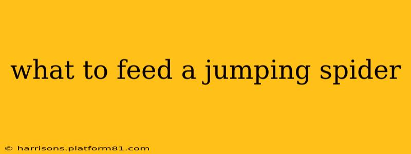 what to feed a jumping spider