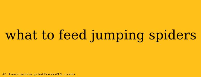 what to feed jumping spiders