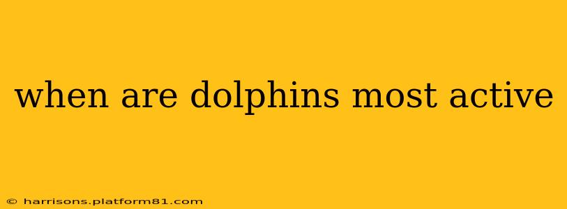 when are dolphins most active