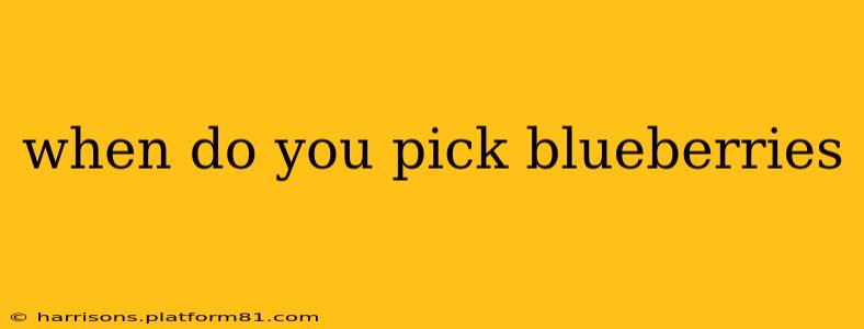 when do you pick blueberries