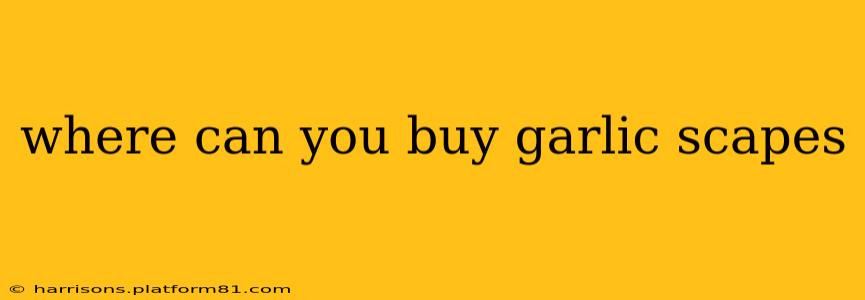 where can you buy garlic scapes