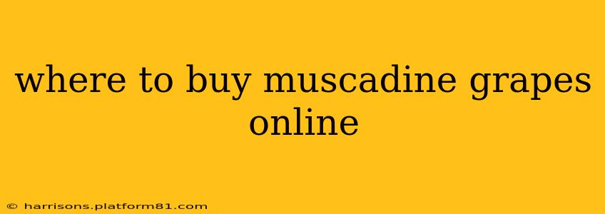 where to buy muscadine grapes online