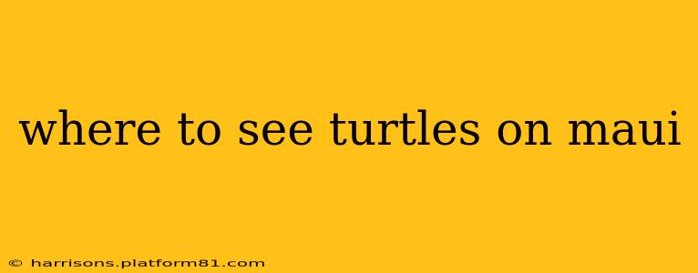 where to see turtles on maui