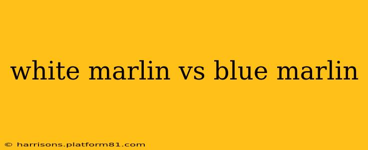 white marlin vs blue marlin