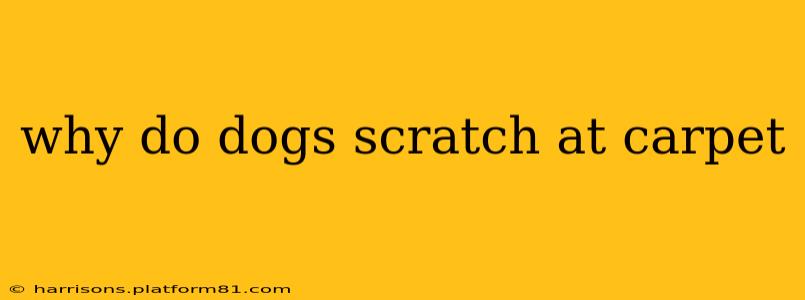 why do dogs scratch at carpet
