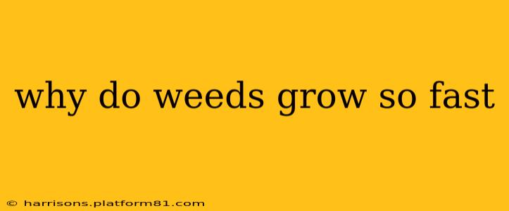 why do weeds grow so fast