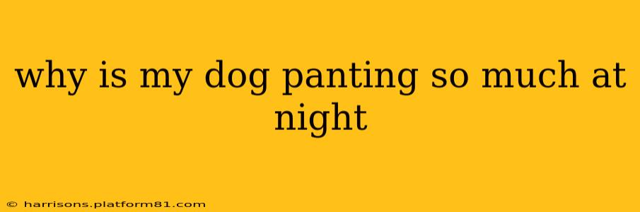 why is my dog panting so much at night