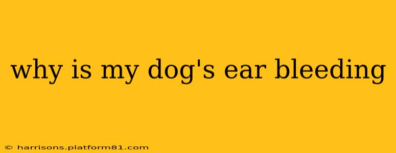why is my dog's ear bleeding