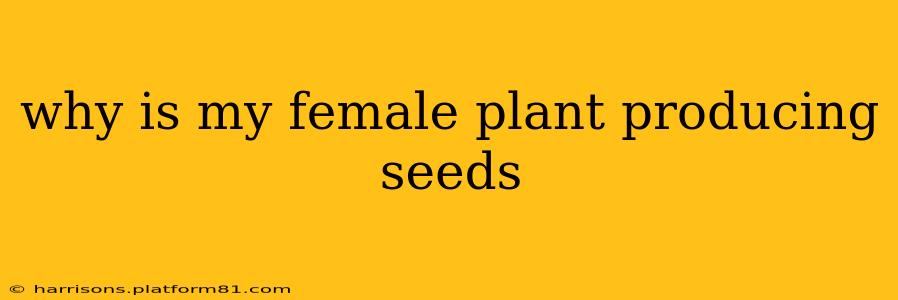why is my female plant producing seeds