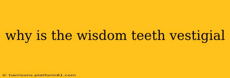 why is the wisdom teeth vestigial