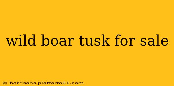 wild boar tusk for sale