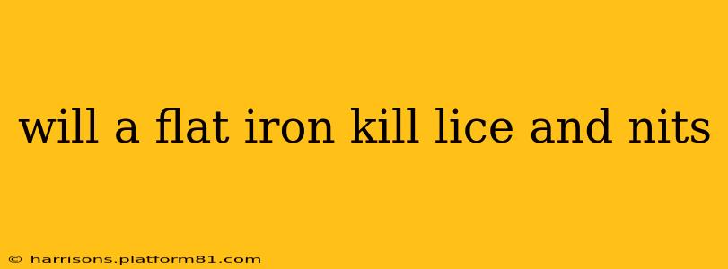 will a flat iron kill lice and nits