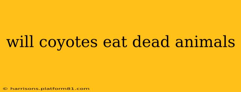 will coyotes eat dead animals