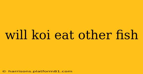 will koi eat other fish