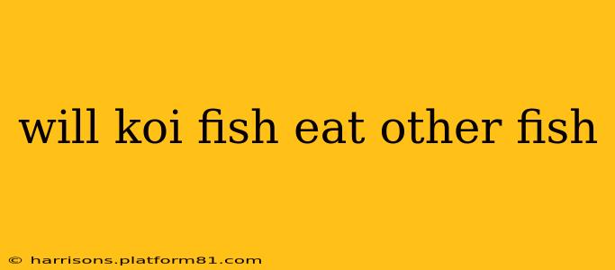 will koi fish eat other fish