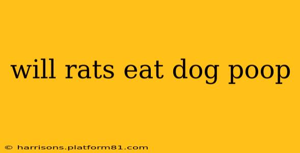 will rats eat dog poop