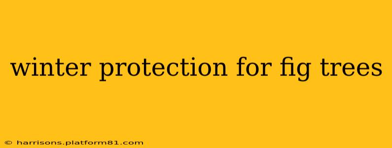 winter protection for fig trees
