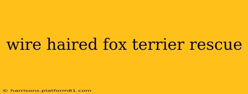 wire haired fox terrier rescue