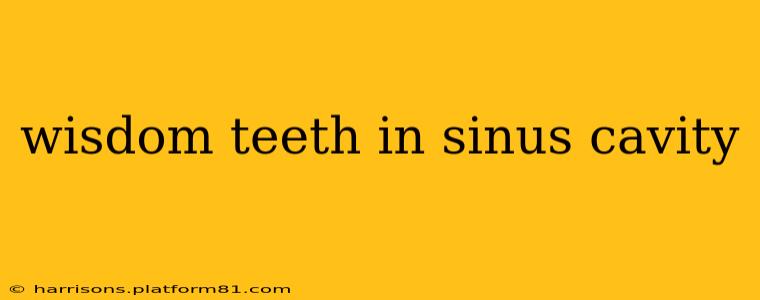 wisdom teeth in sinus cavity