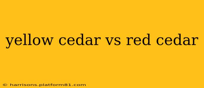 yellow cedar vs red cedar