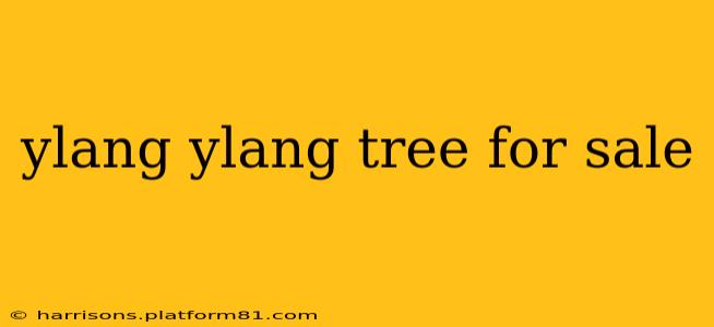 ylang ylang tree for sale